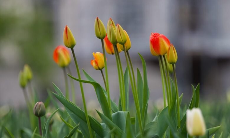 best growth picks 2025